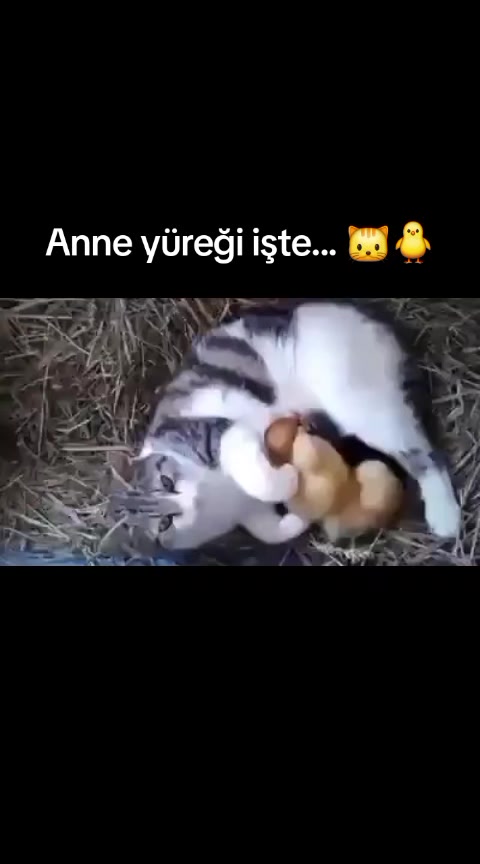 @Ferhat.Akdeniz