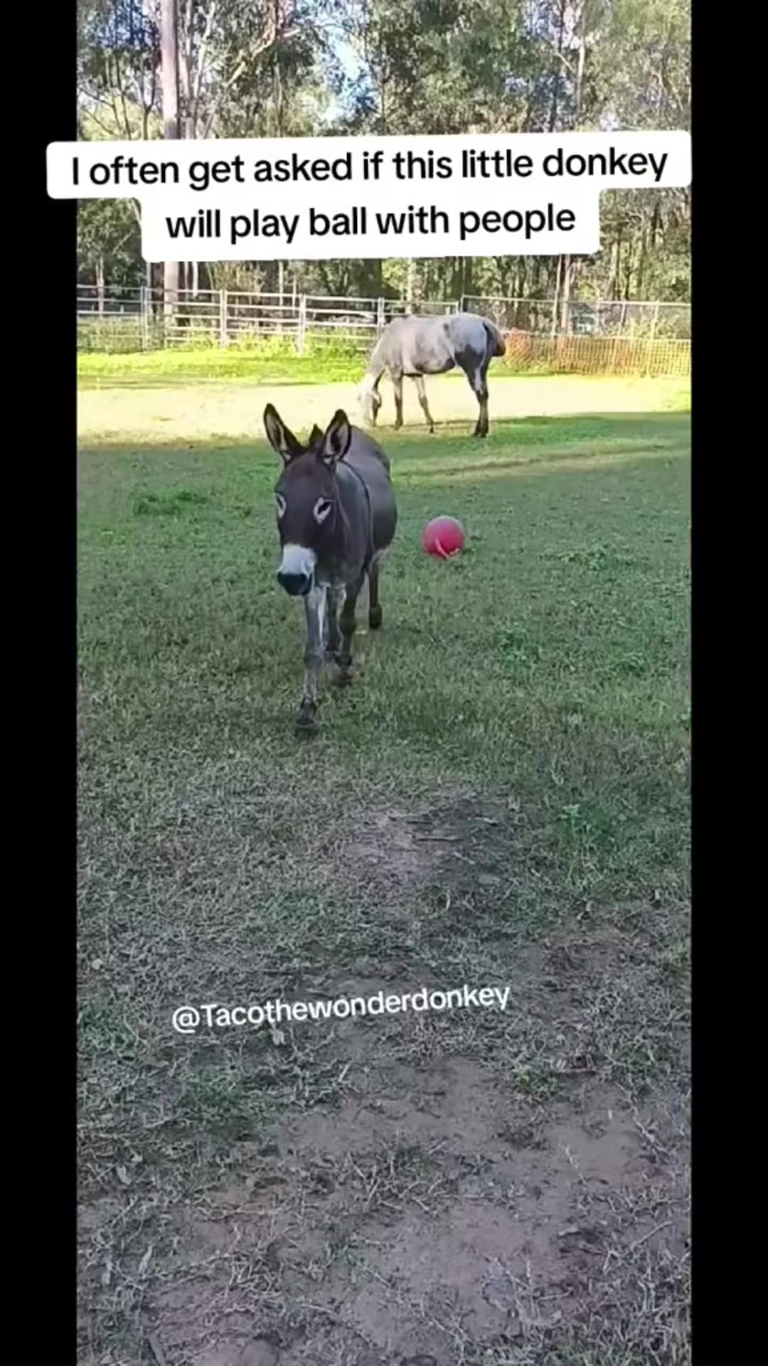 @Tacothewonderdonkey