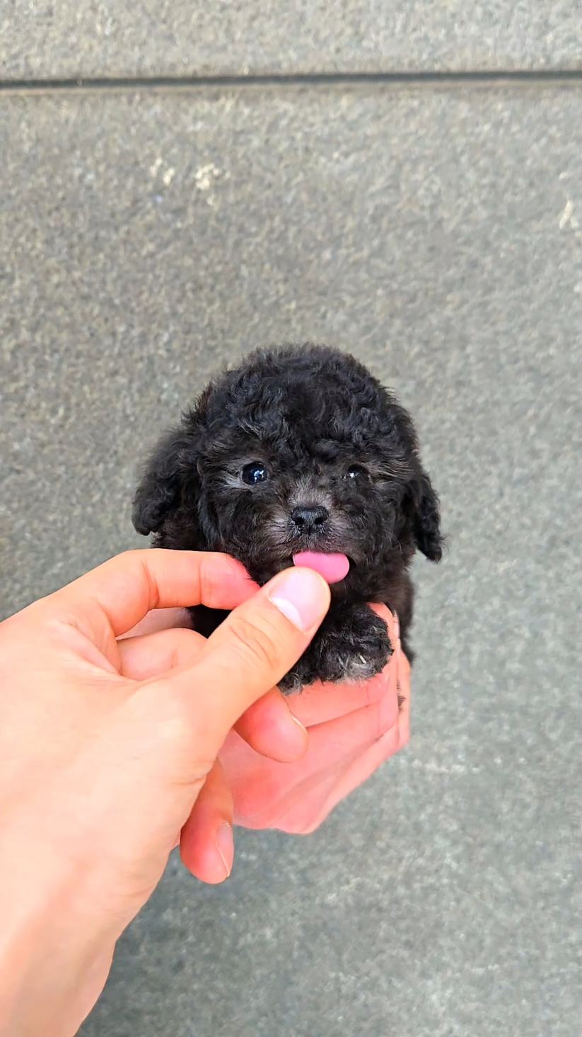@Dogcastle_TH