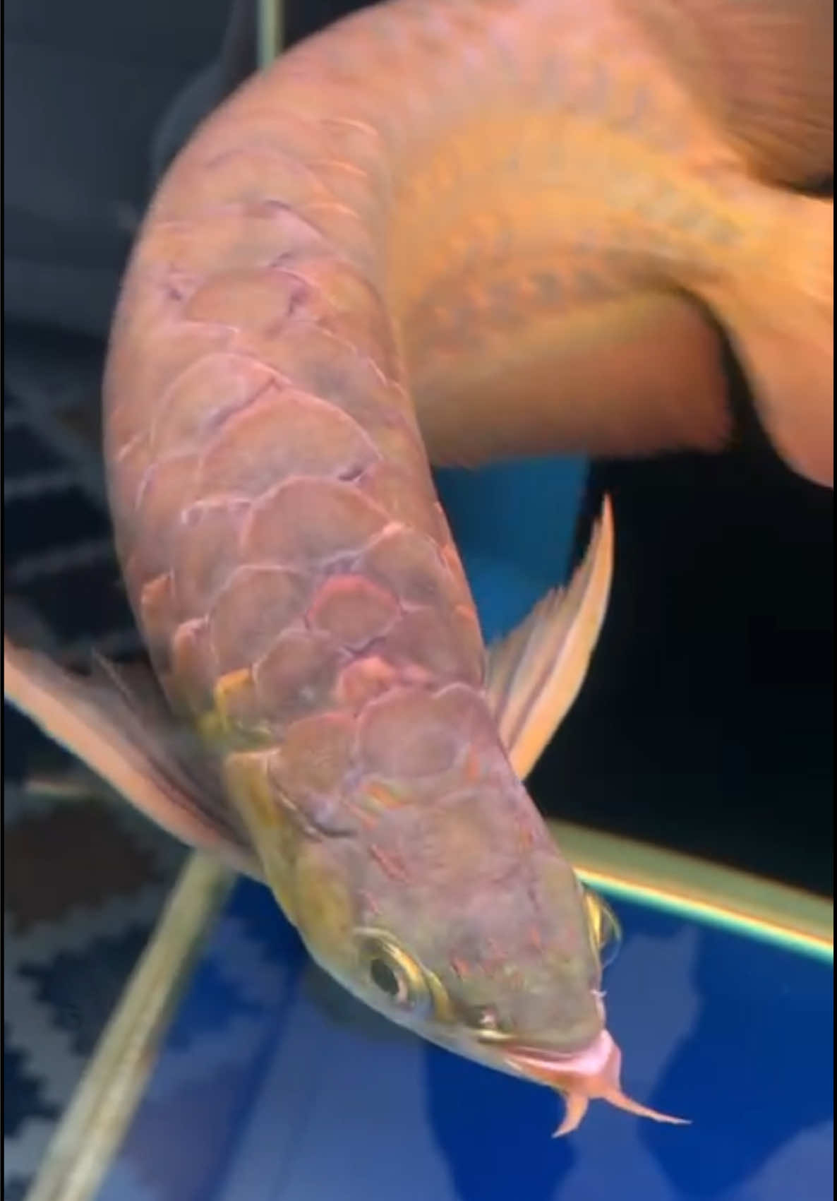 @MK AROWANA SPECIALIST