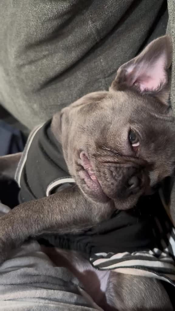 @Zoe Love The Frenchie