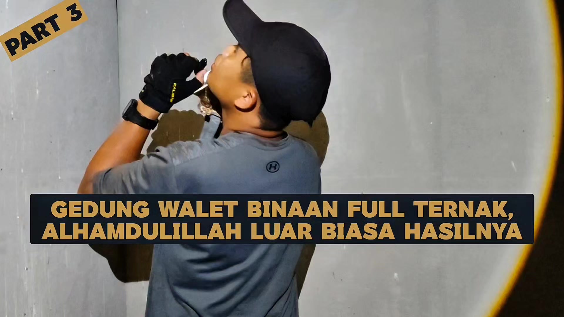 @Walet Rimba Kalimantan