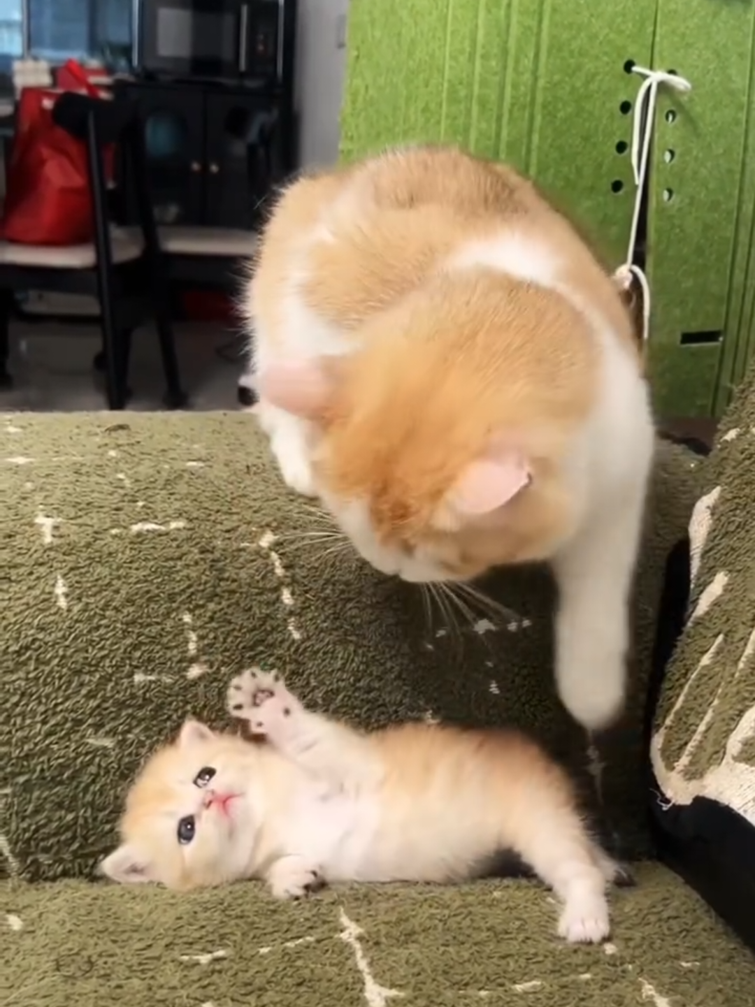 @Chonky World Of Cats