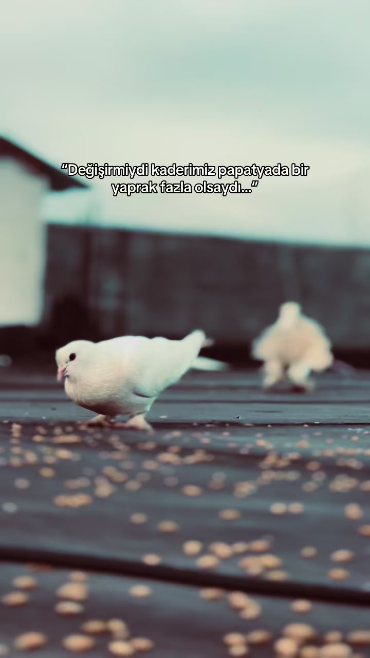 @𝘚𝘵𝘰𝘳𝘺 𝘚𝘢𝘺𝘧𝘢𝘮💫
