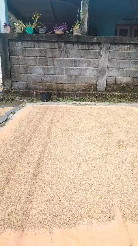 @saichu3303
