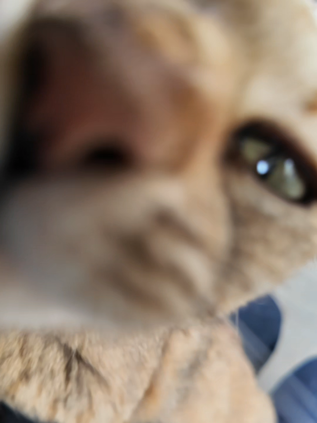 @感動猫動画
