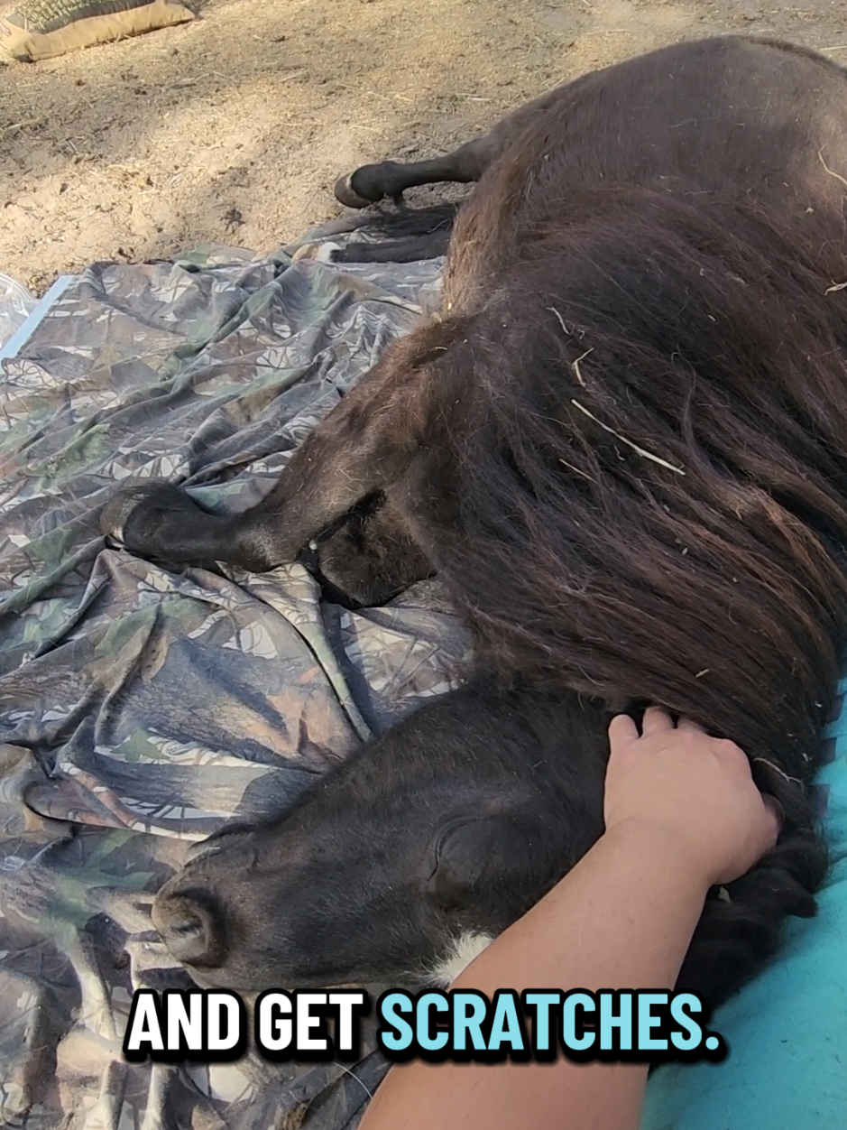 @minihorsemomandtrainer🐴🐴🐴🐴