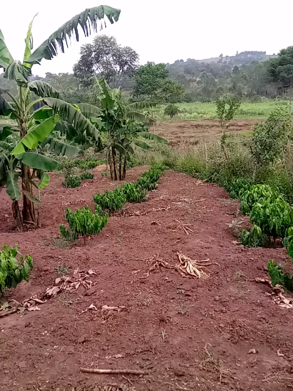 @Lubega
