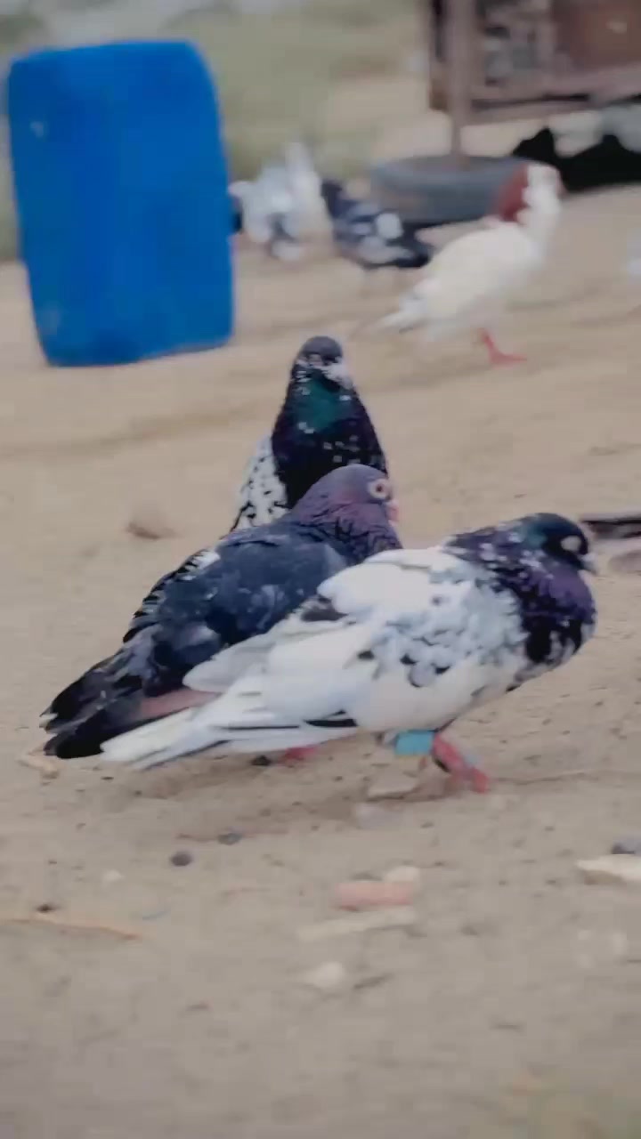 @عدیل رحمن لیہ وال کبوتر باز