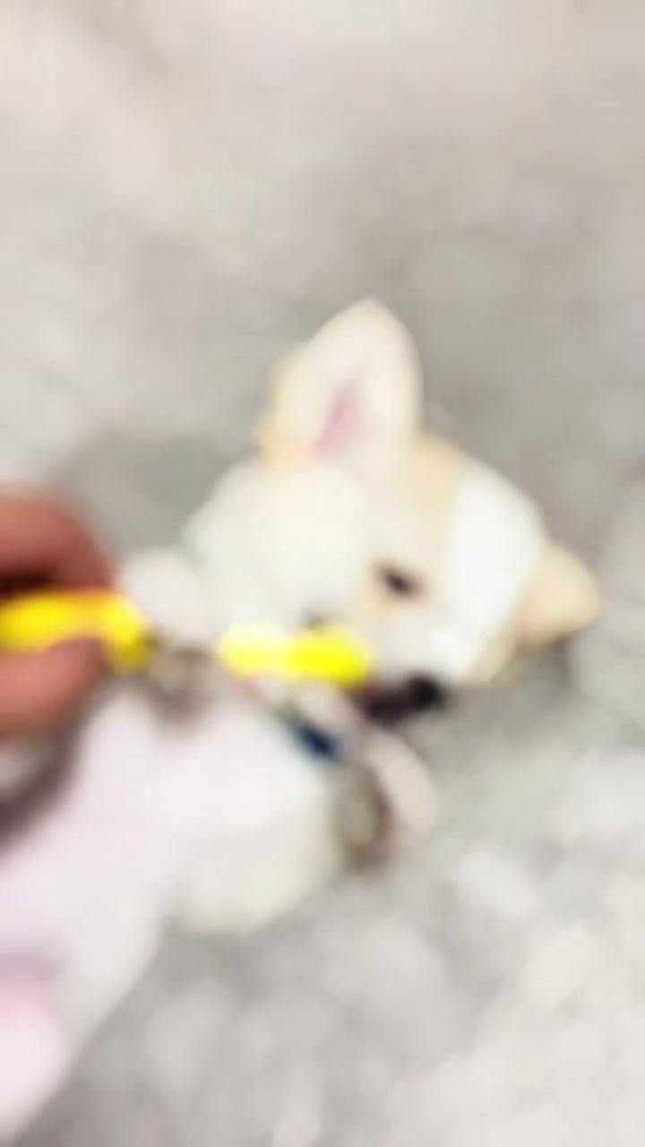 @まろたん🐕