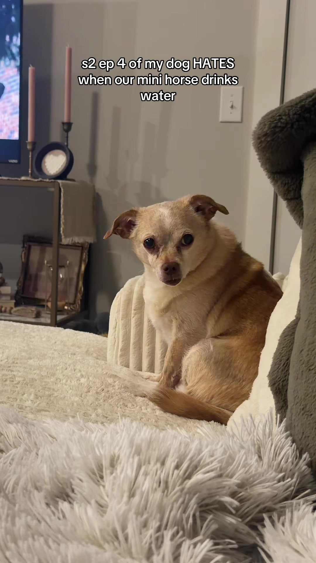 @Cody the Chi & The Spare Ones