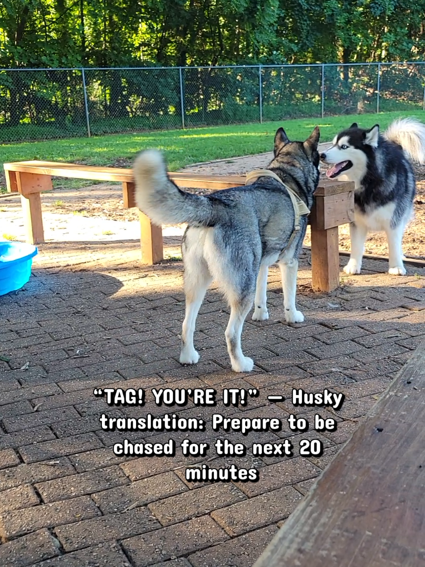 @the Hussey Husky