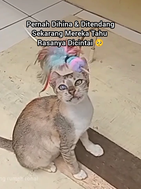 @Kucing Rumah Ronal