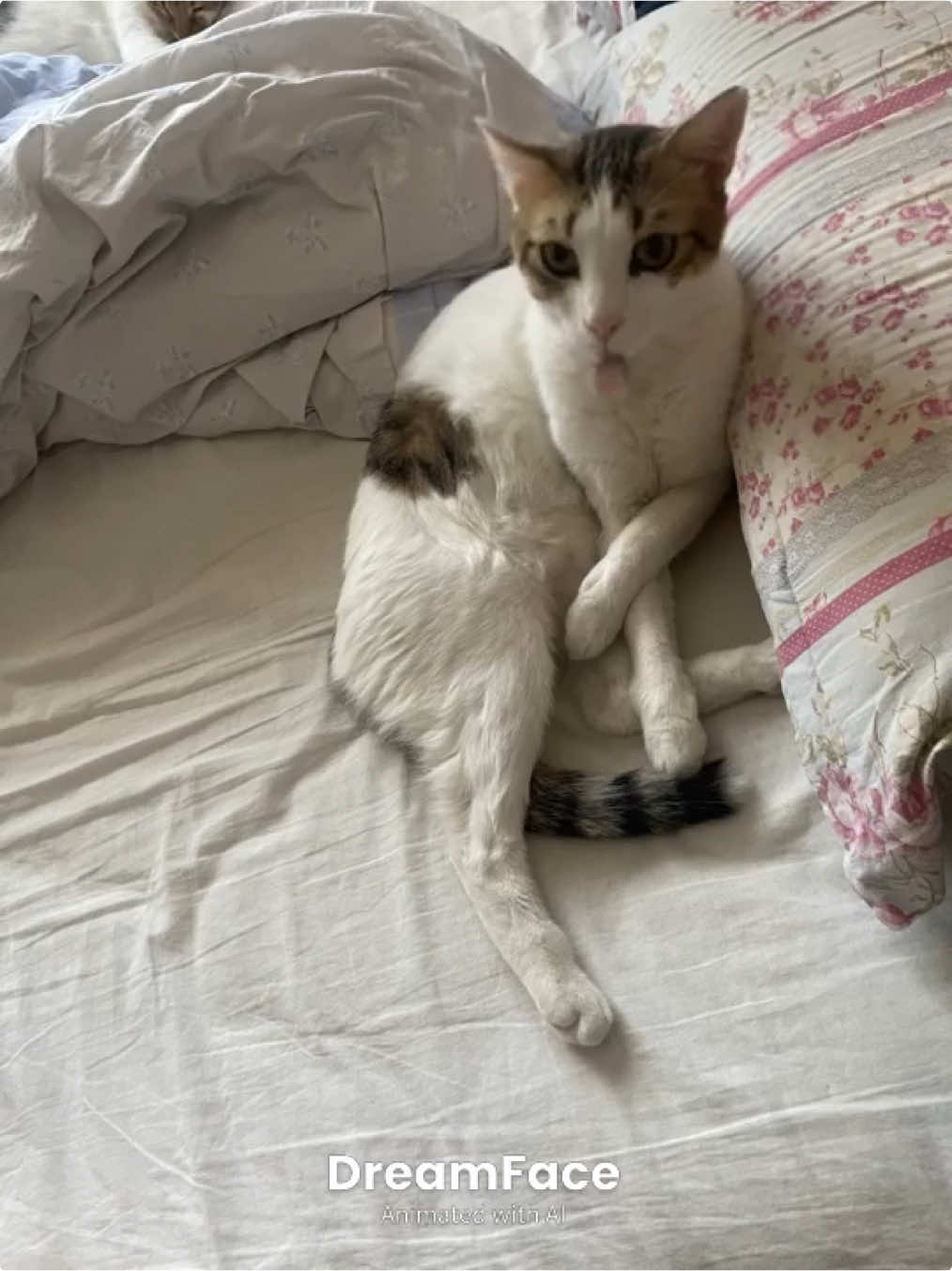 @mısır mercimek halil ve ben 🐈