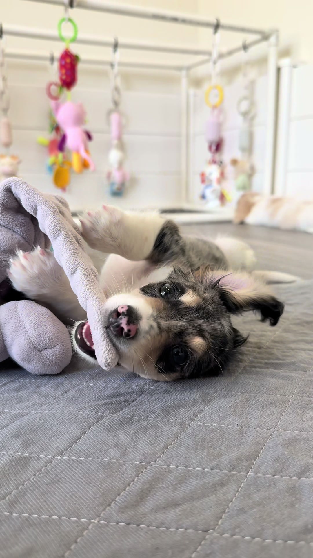 @Dachshund Dynasty