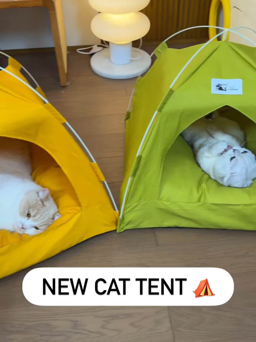 @Chonky World Of Cats