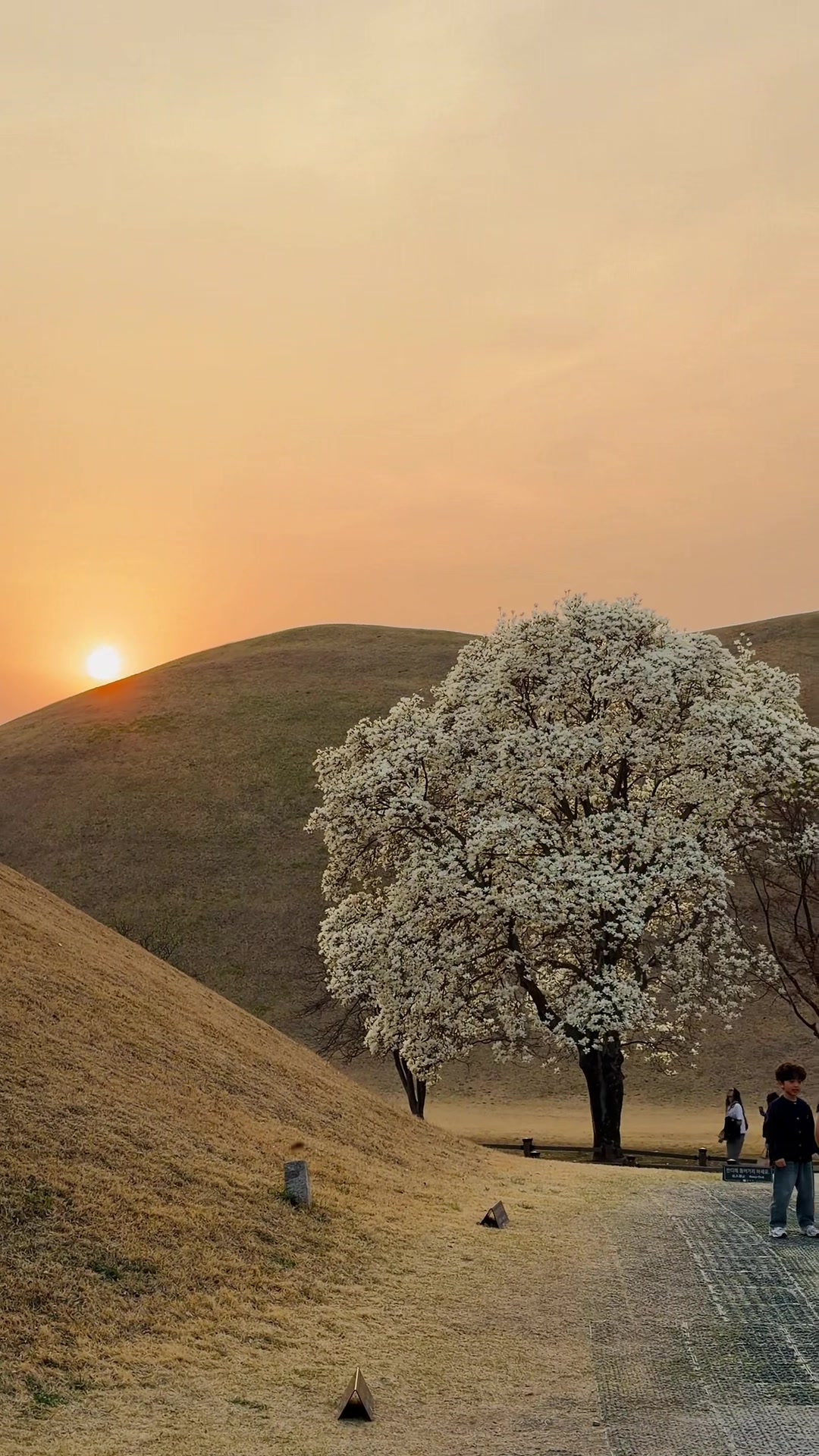 @park jiyeong