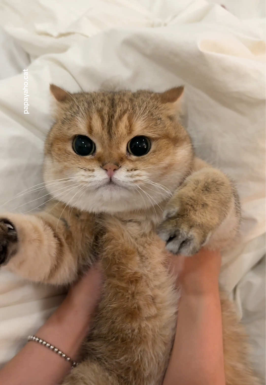 @Papaya the Cat