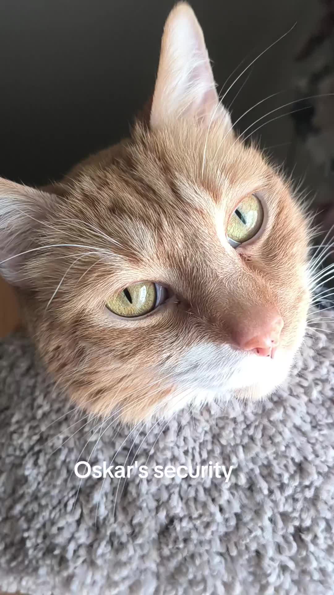 @Oskarcats