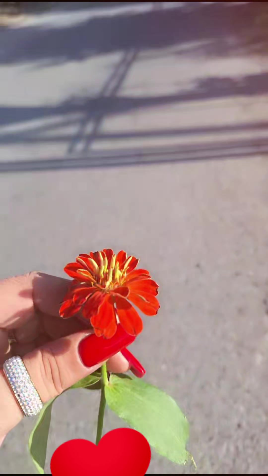 @🌸Narciceyi🌸