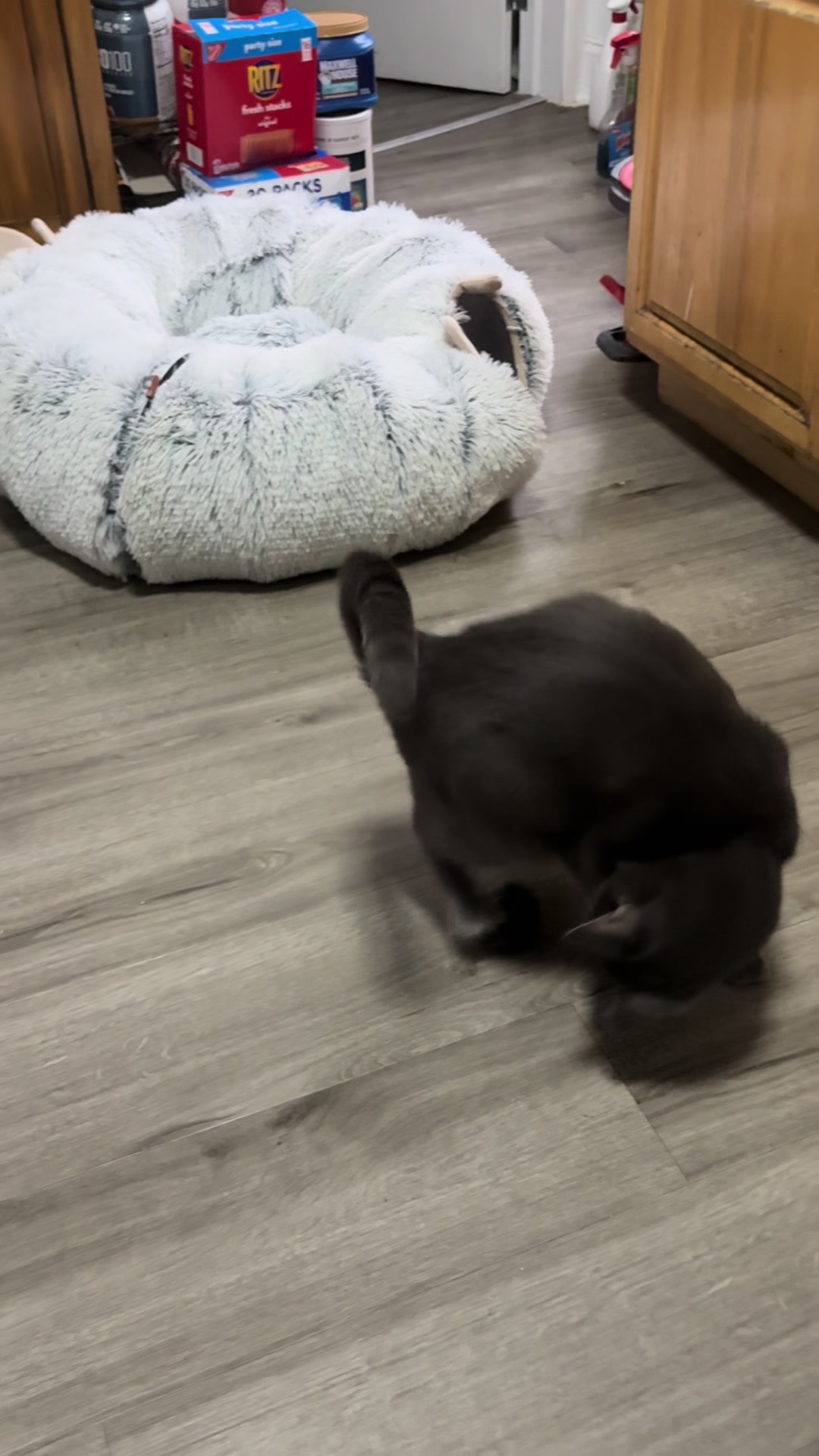 @Azorasworld ft Thackery Binx