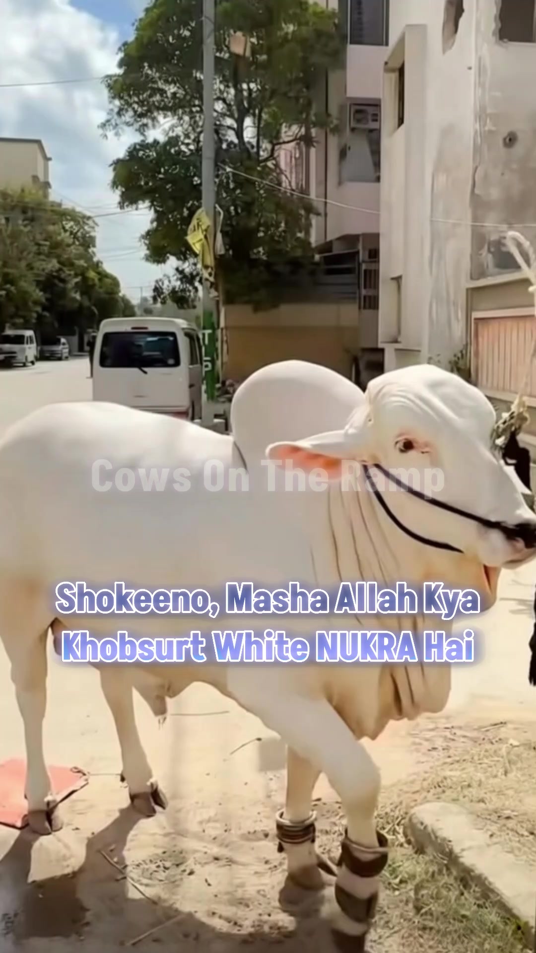 @Cow On The Ramp