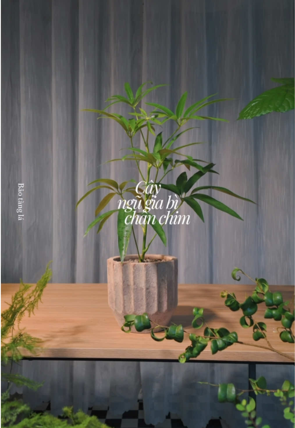 @Bảo tàng lá