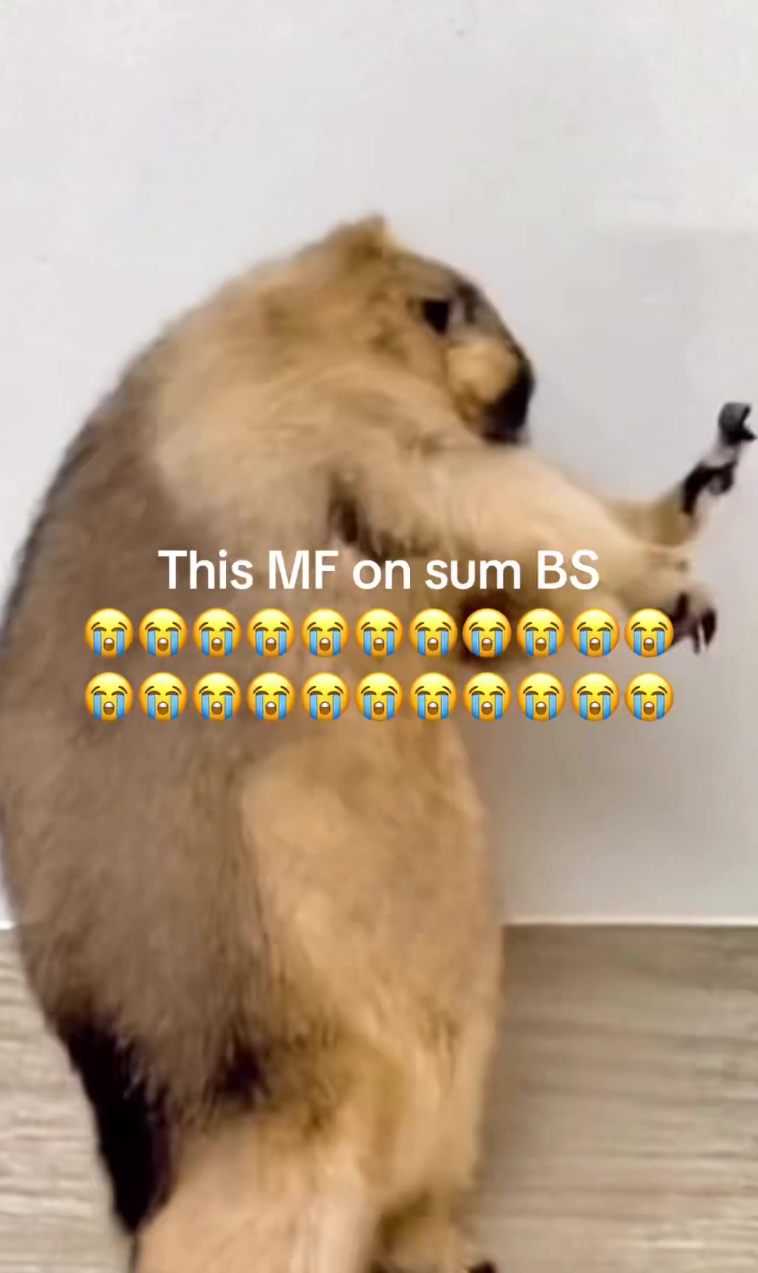 @dailymarmot00