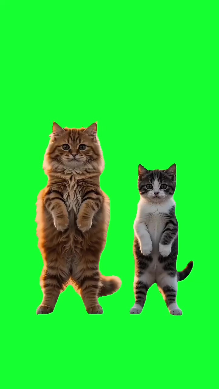 @TikTok Template