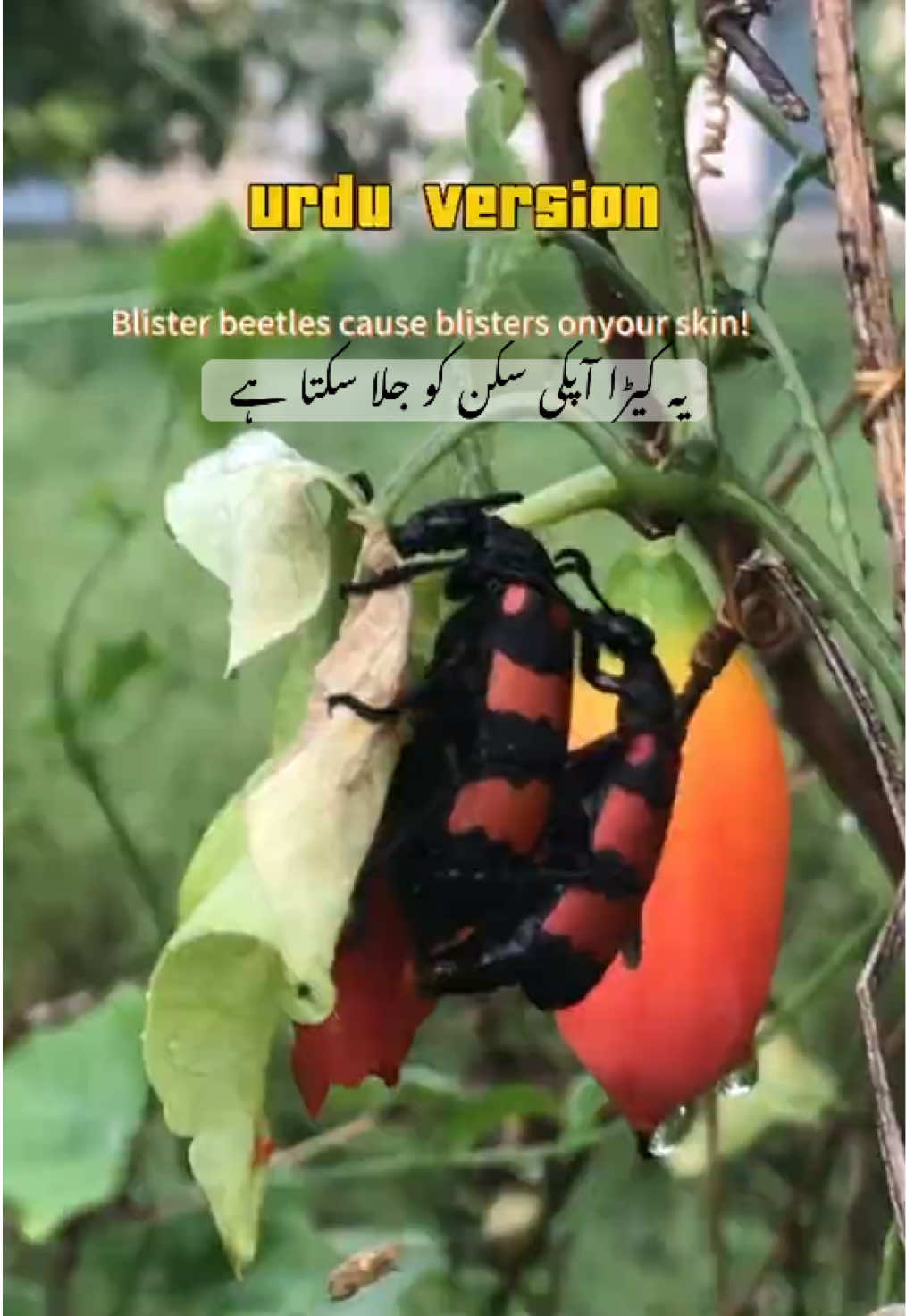 @Pest Mysteries