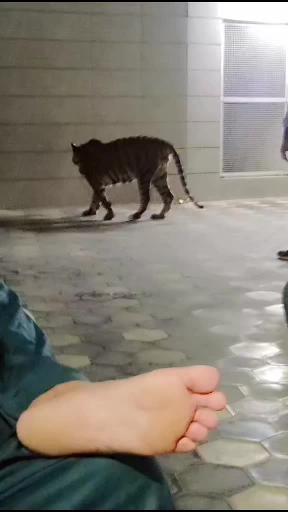 @▄︻デملک اشہباز اعوان سروبا 143═