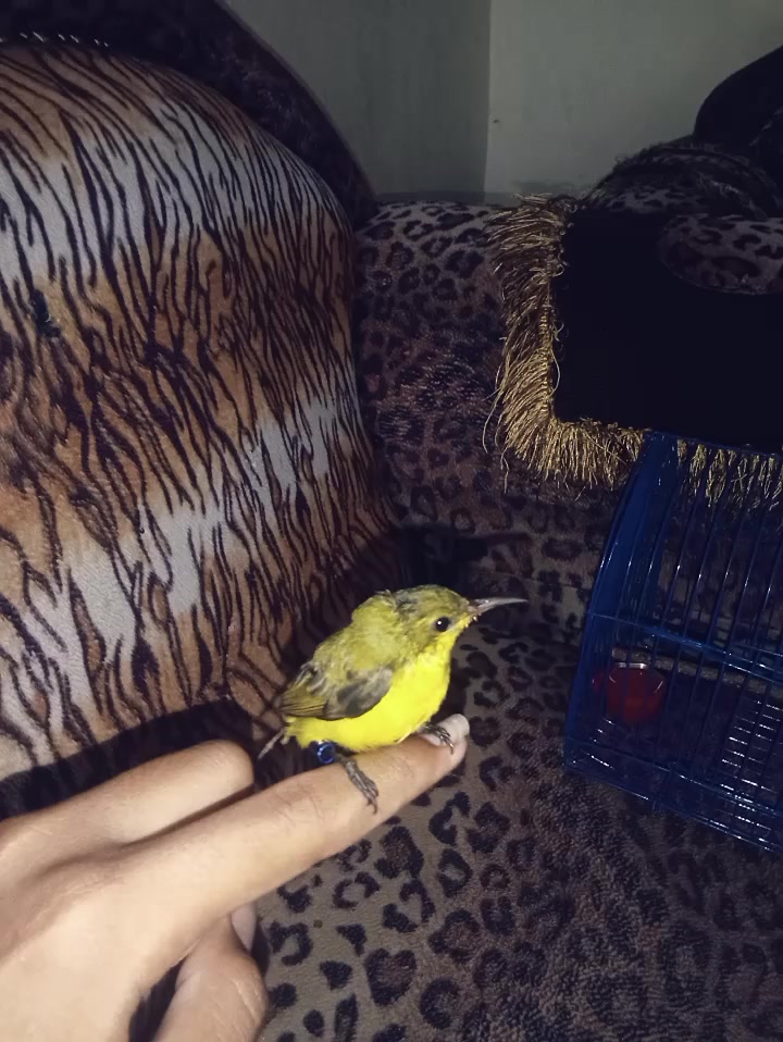 @★ALDO,BIRD★