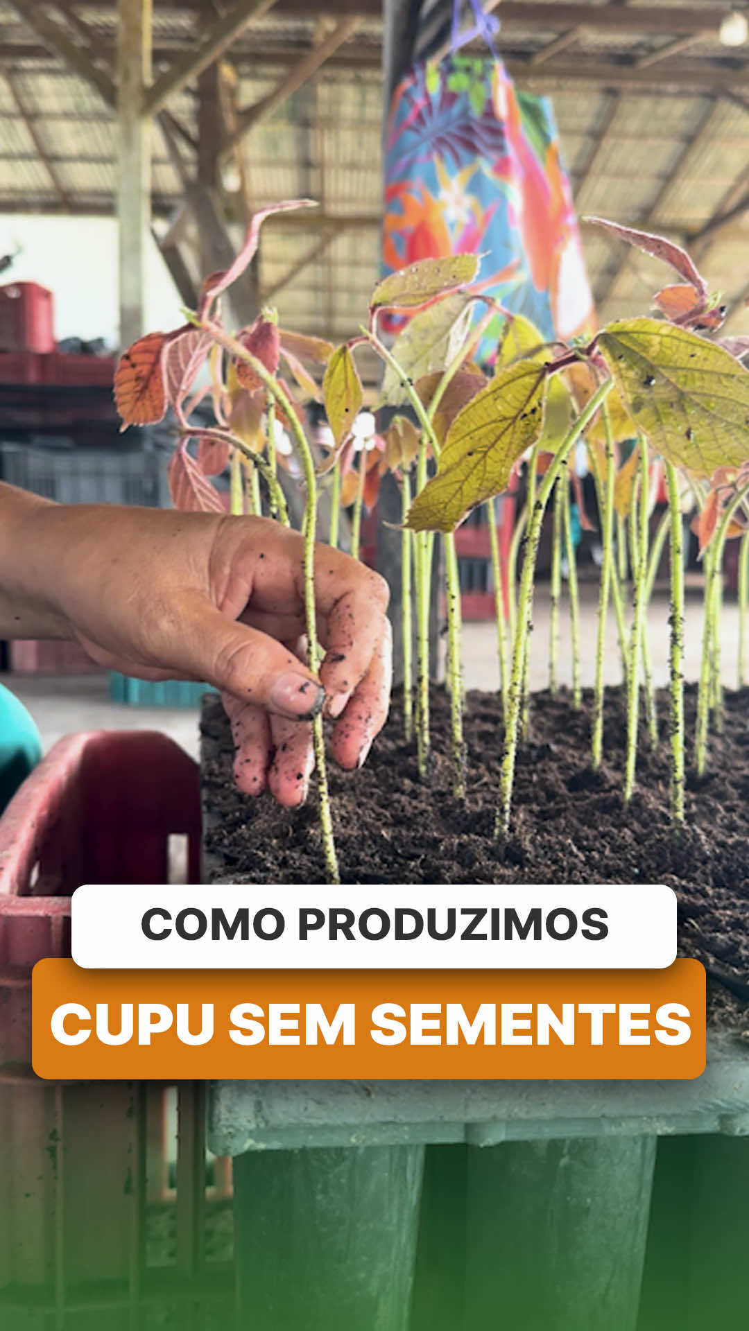 @ViveiroProMudas
