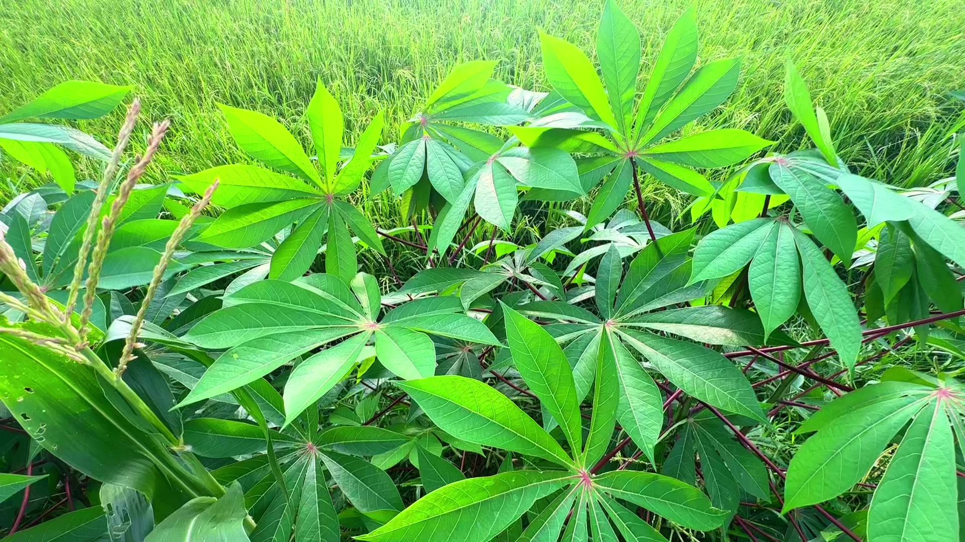 @សឿន វណ្ណា - सोएन् वण्णा 🌾💚🌅