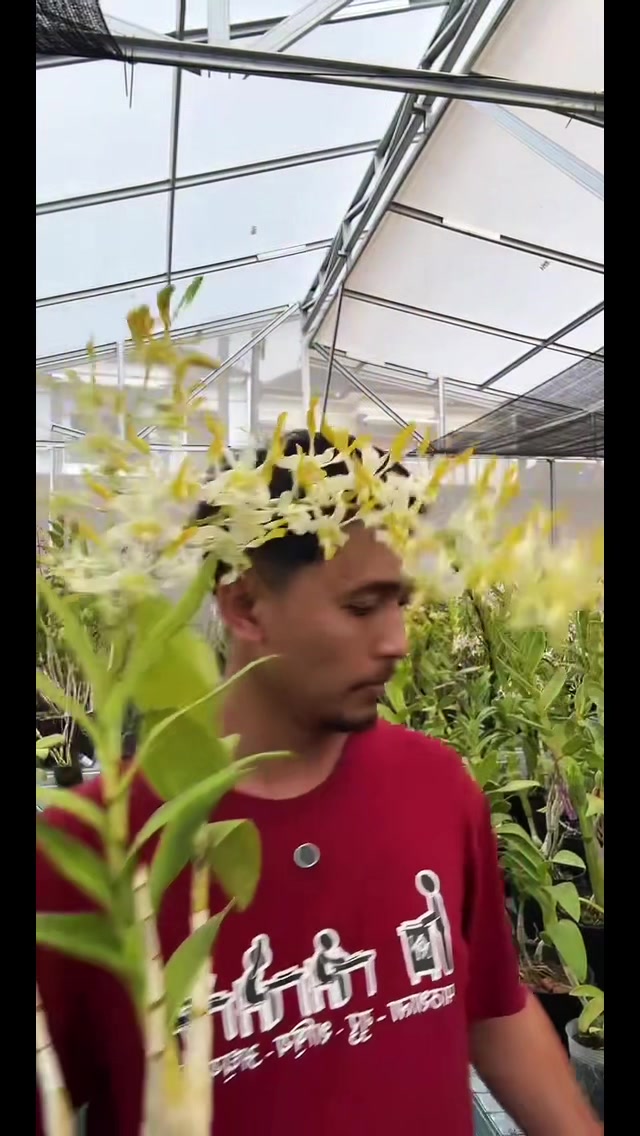 @Anggina Orchid
