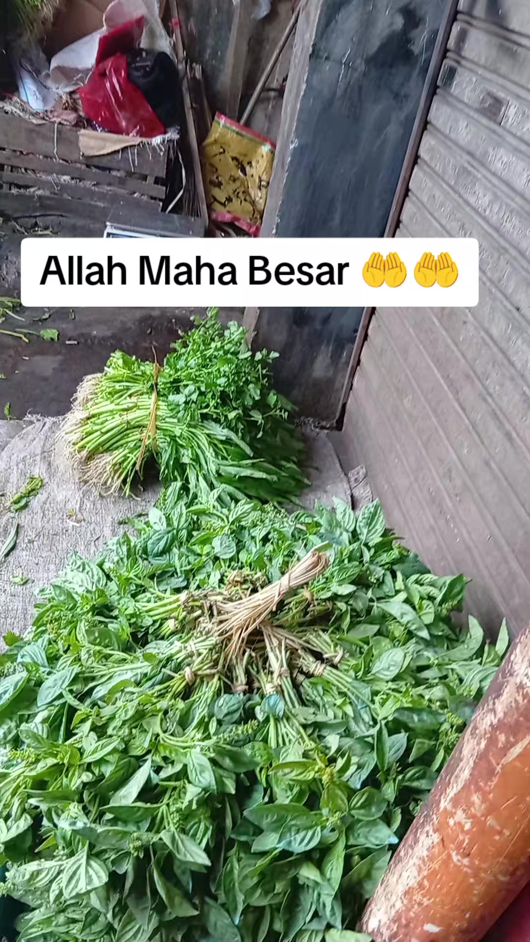 @Zayuran ajang