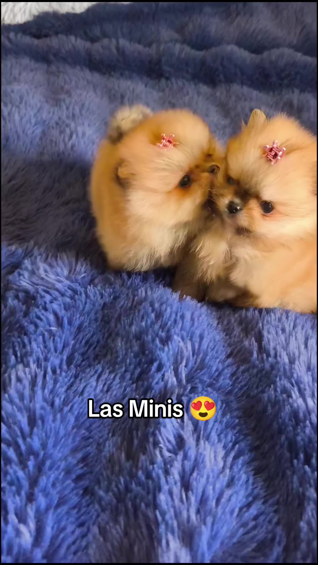 @Pomerania chile