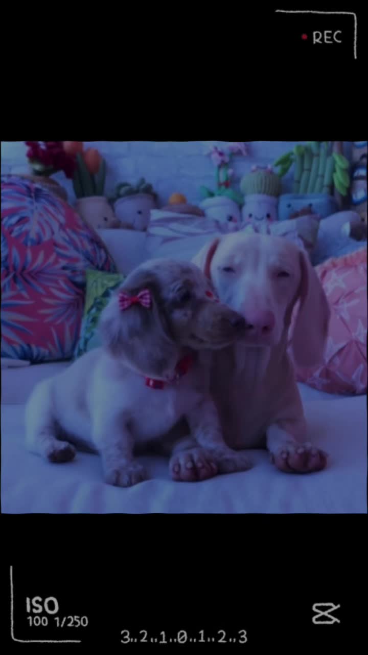 @Out.of.ink.Dachshund