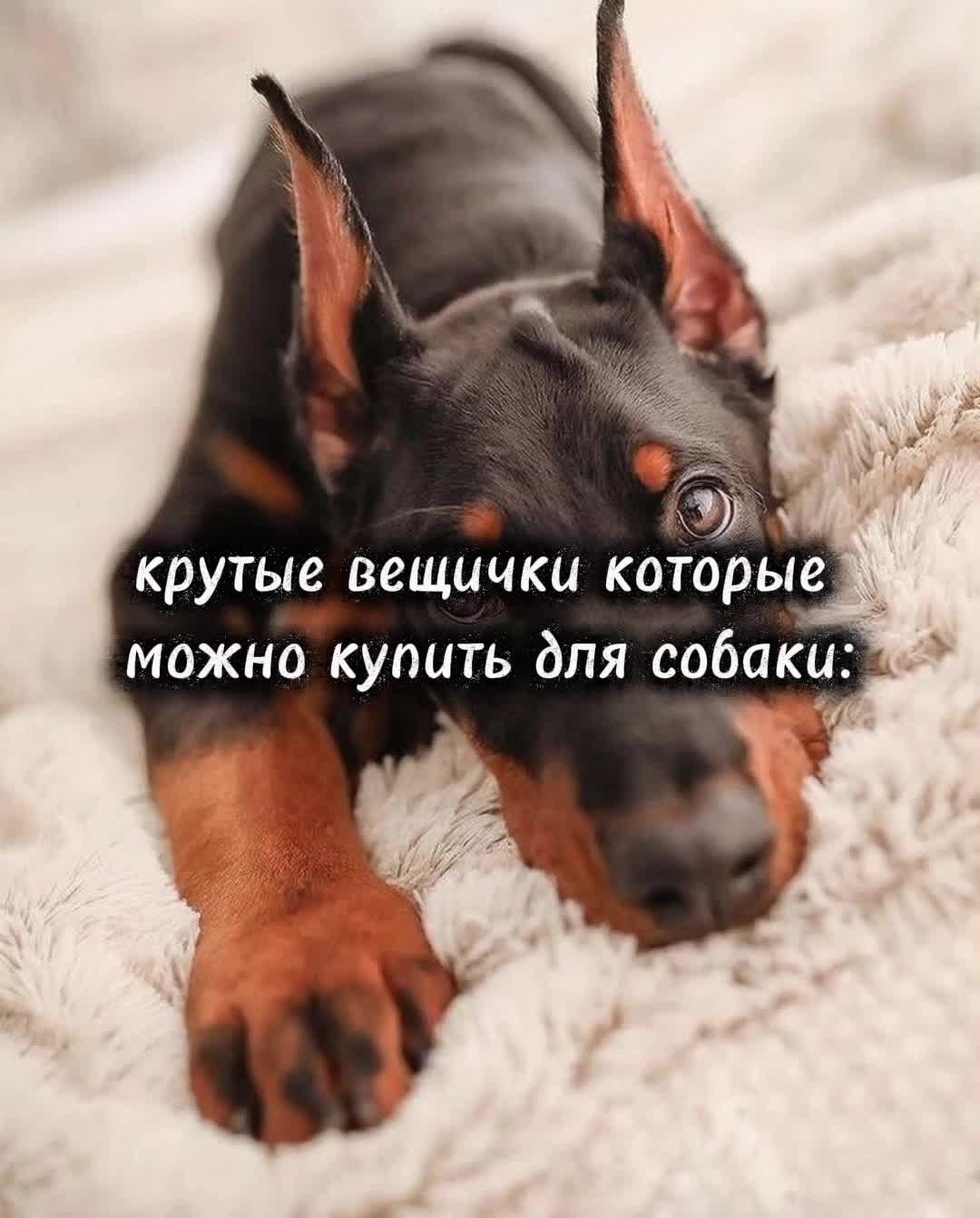 @🐾доберман бруно🐾