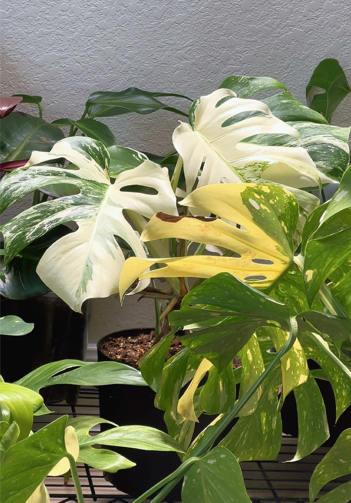 @Plants by Marco