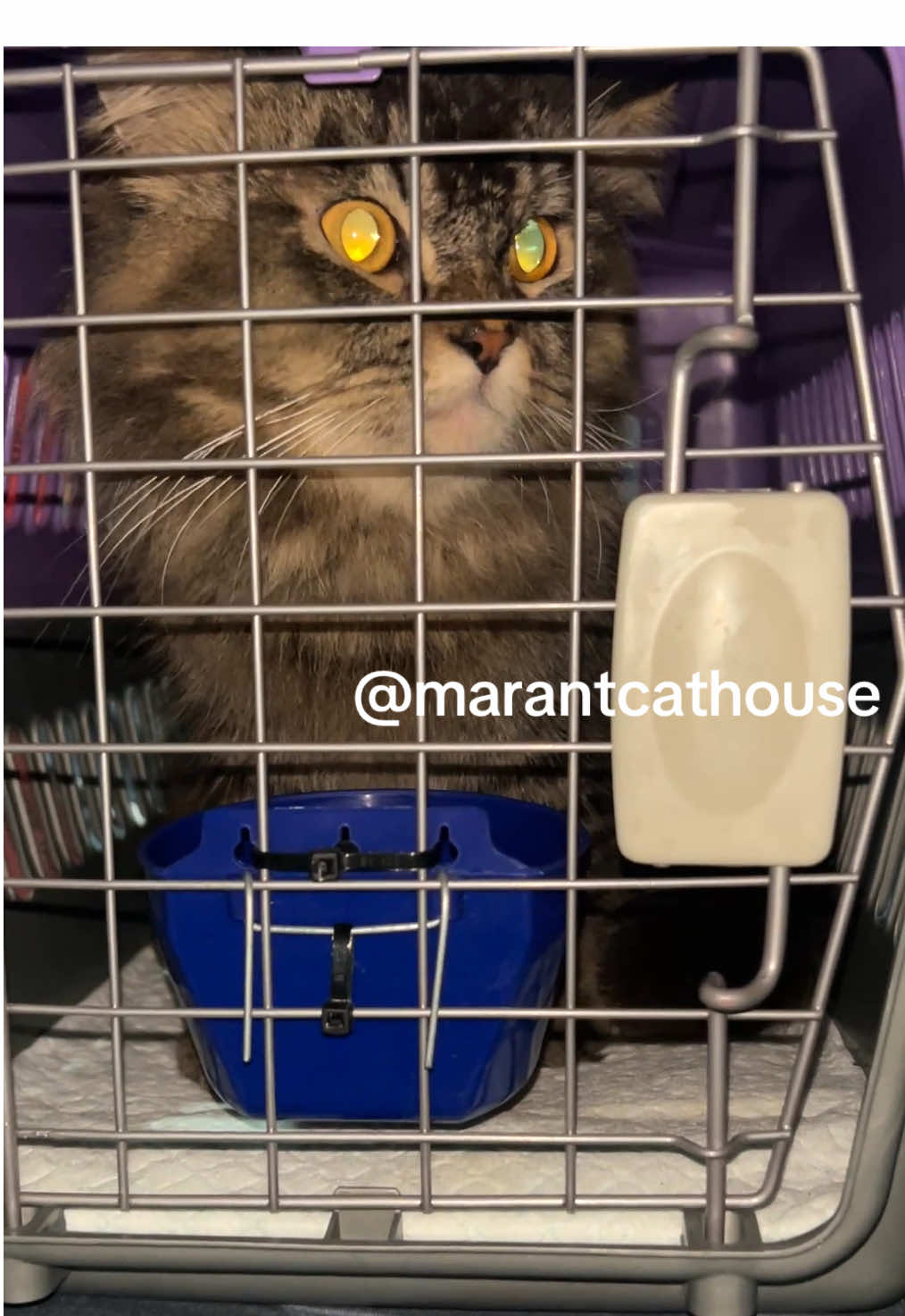 @Marantcathouse