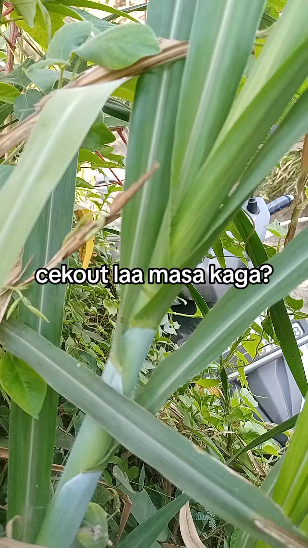 @smuabarang_ada