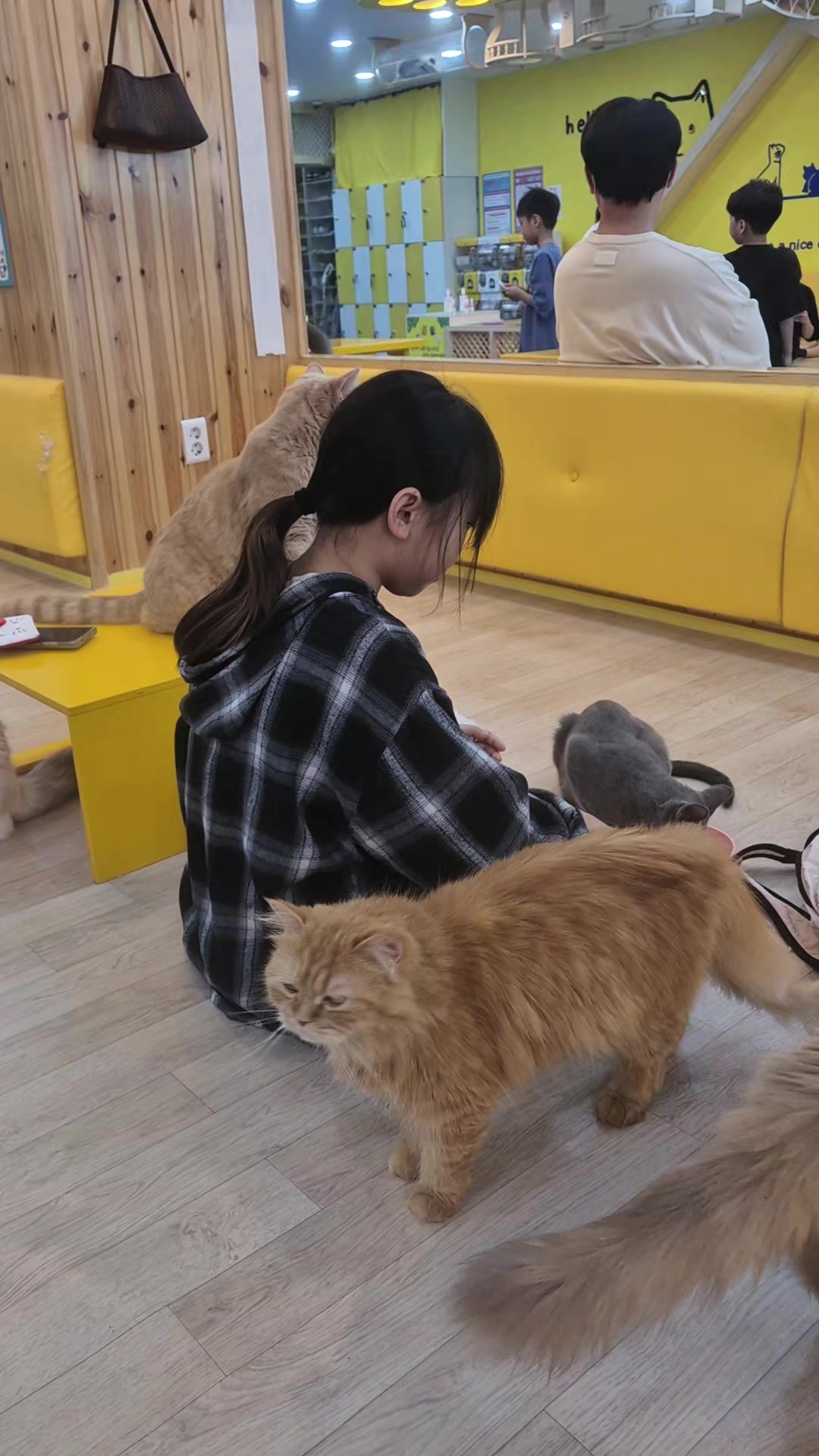 @전주고양이카페 아이캣유