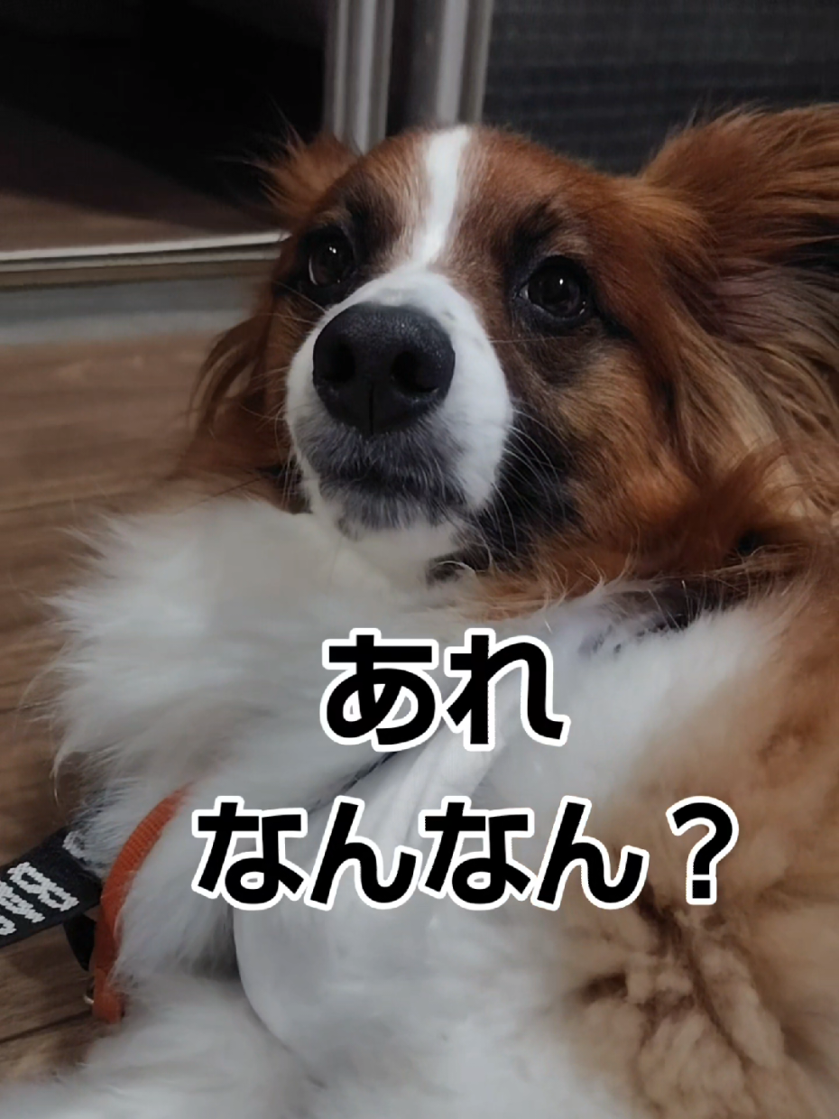 @デカパピひまわり君