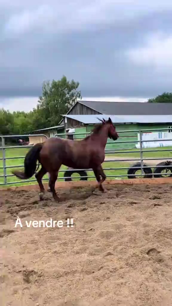 @🐴✨| M&M ranch |🐴✨