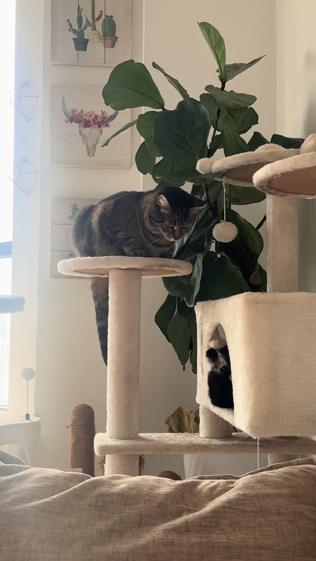 @userCas&Cat
