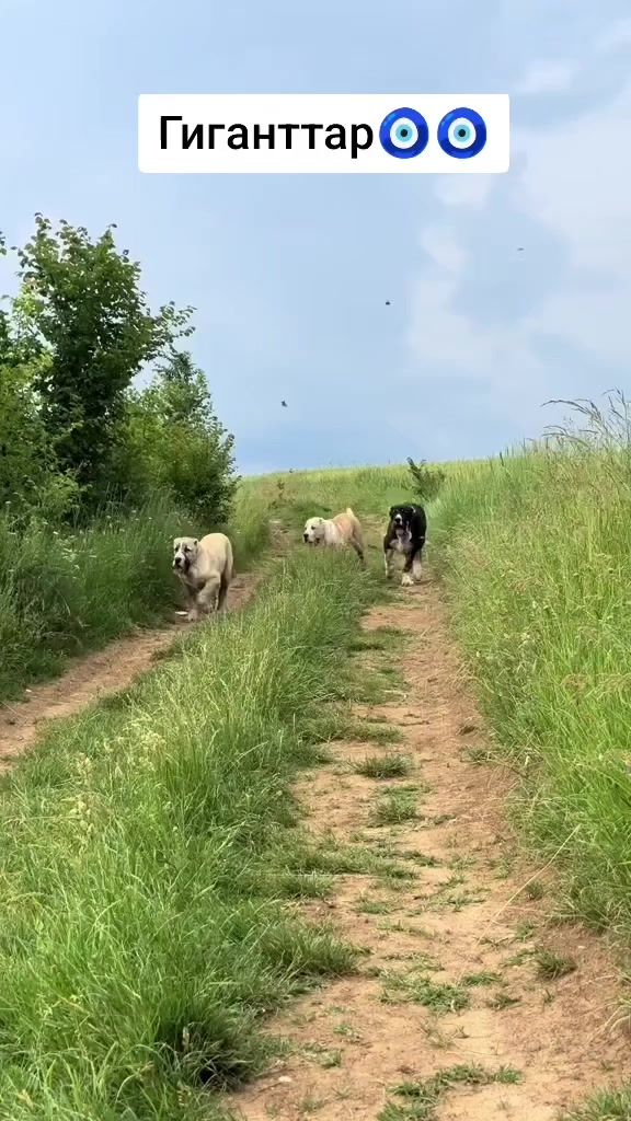 @şəmkir👊