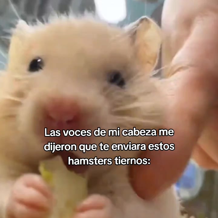 @goodvibessxd