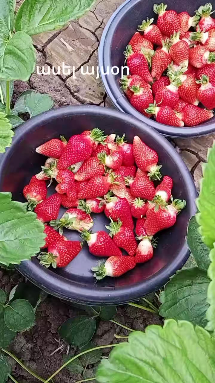 @Meri Sargsyan