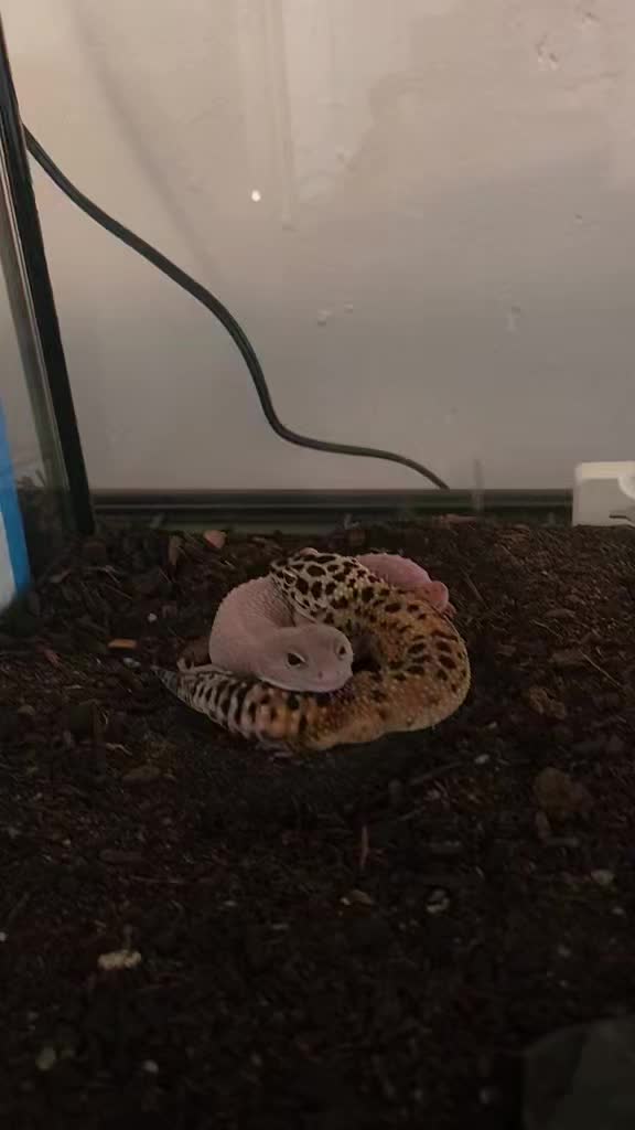 @Ballard’s Reptiles